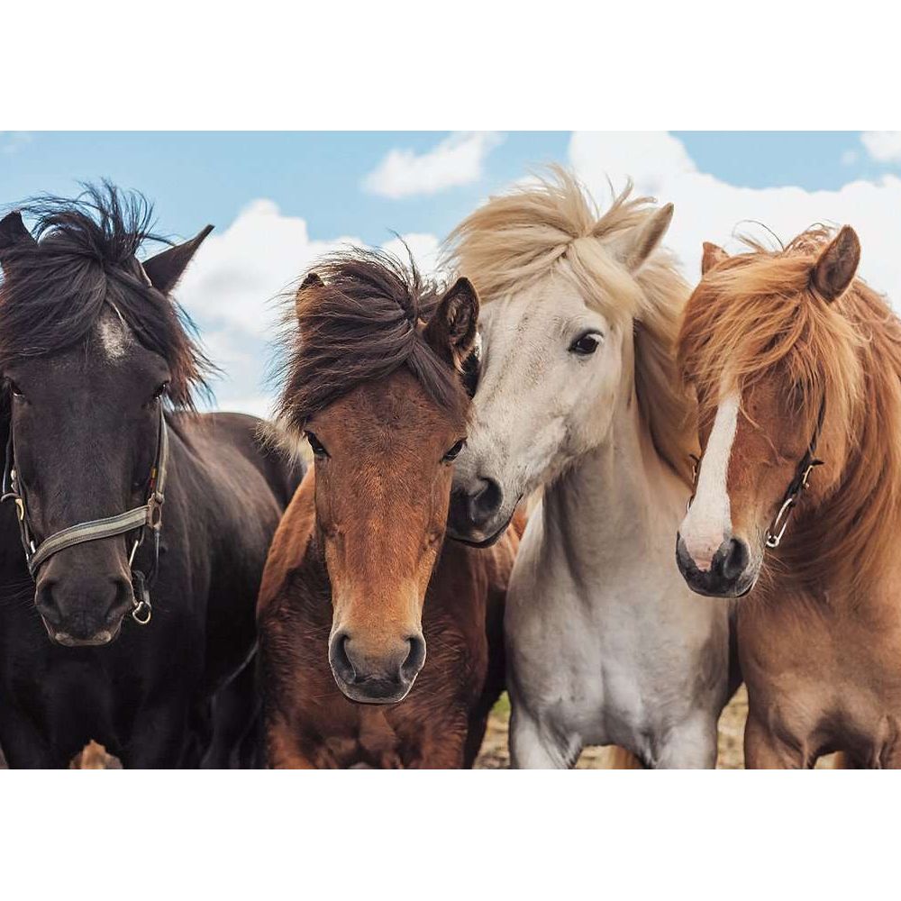 Amour de cheval de Ravensburg