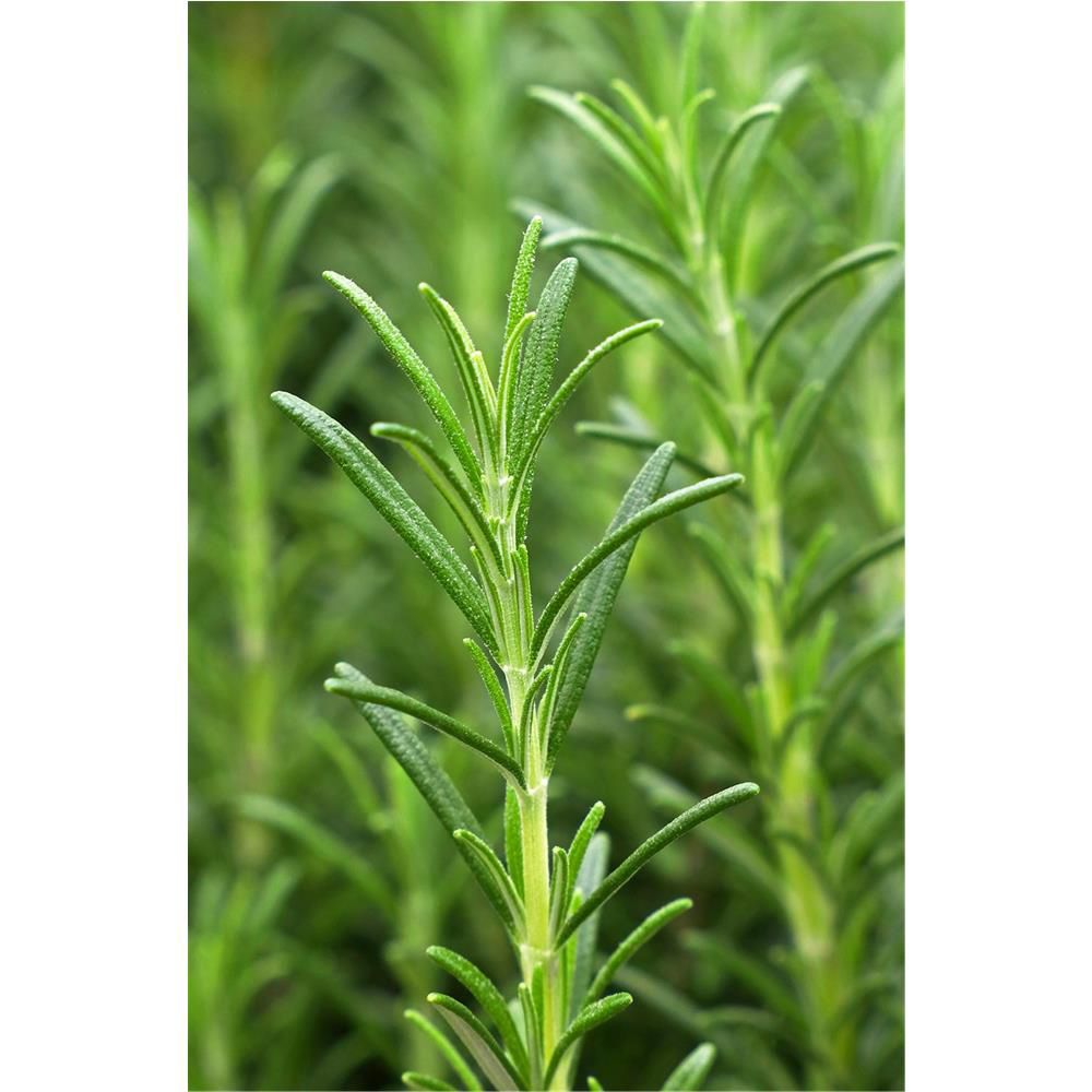 Khadi Haaröl Vitality Grow, 50 ml