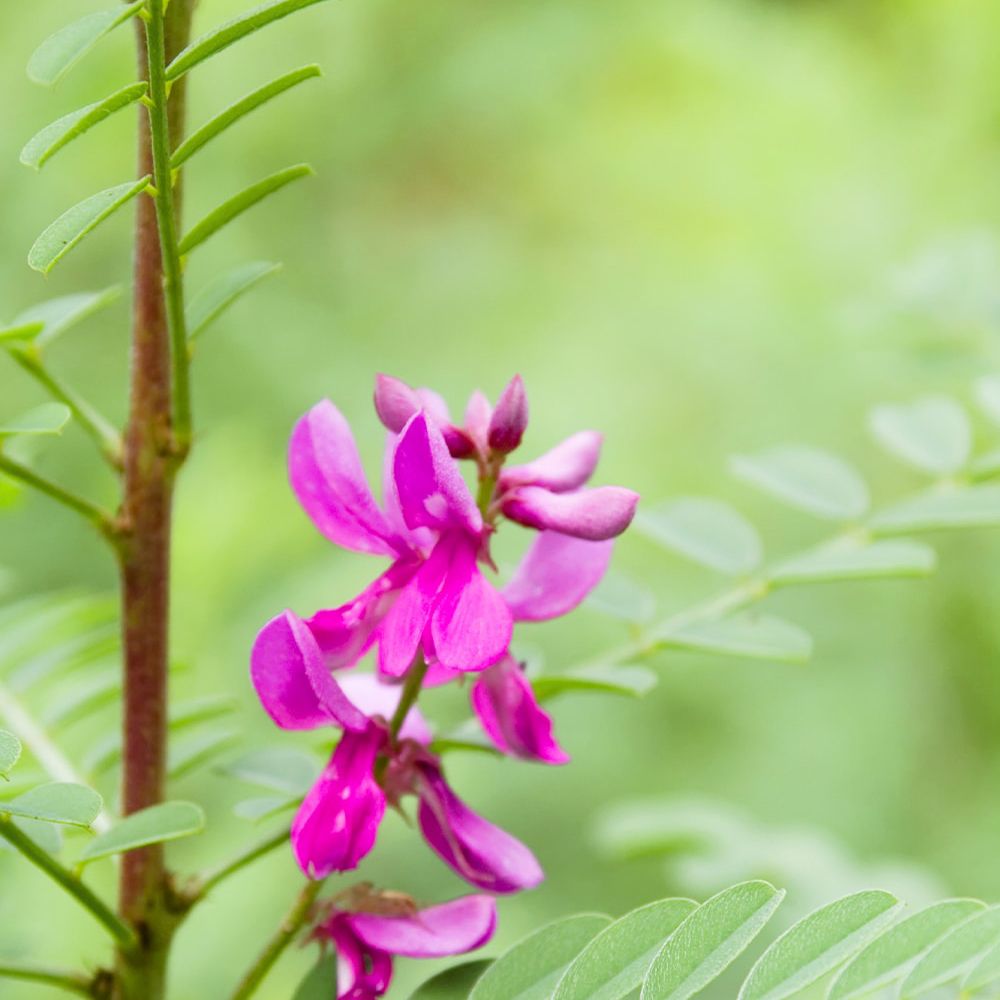 khadi Pflanzenhaarfarbe Aschbraun, 100 g