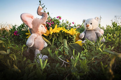 Schaffer Teddy Fant rose 27cm