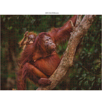 Ambassador Wildtier Familien 3x1000 Teile (Donal Boyd)