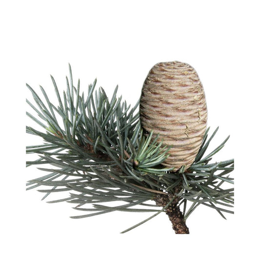 Florascent Aroma Spray Ceder, 15 ml